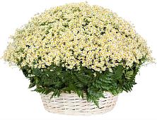 Цветочная композиция из Ромашки в корзине #REPLACE_PRED# Прогрессе